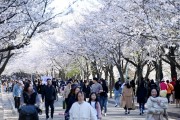 세대별 취향 저격, 인천 꽃놀이 장소 추천